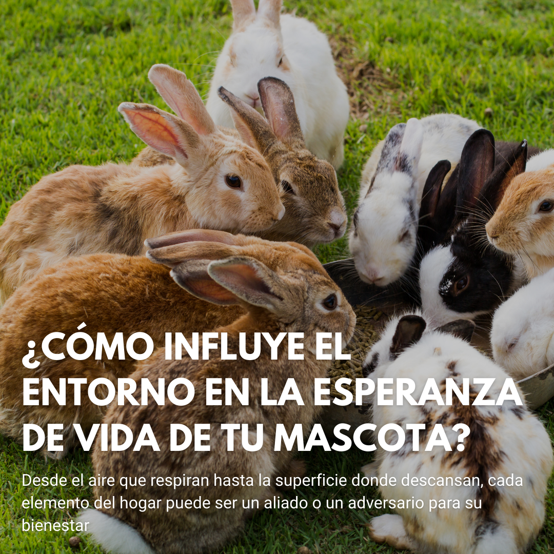 ¿Cómo Influye el Entorno en la Esperanza de Vida de tu Mascota? Más Allá del Amor y la Comida