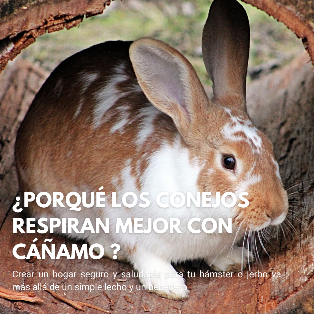 Camas Sin Polvo: Por Qué los Conejos Respiran Mejor con Cáñamo