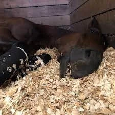 Un caballo acostado sobre el suelo en un establo, sobre un lecho de cáñamo.
