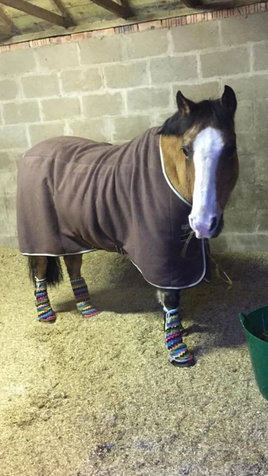 Caballo con un abrigo marrón y vendas de colores en las patas, sobre un lecho de cáñamo en un establo de ladrillos.