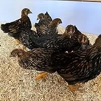 Pollos en un corral sobre un lecho de cáñamo