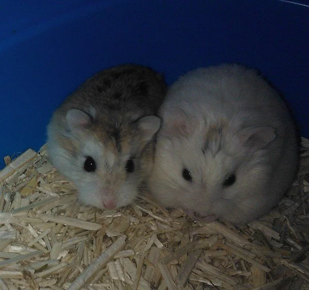 Dos jerbos en una jaula con viruta de cañamo.