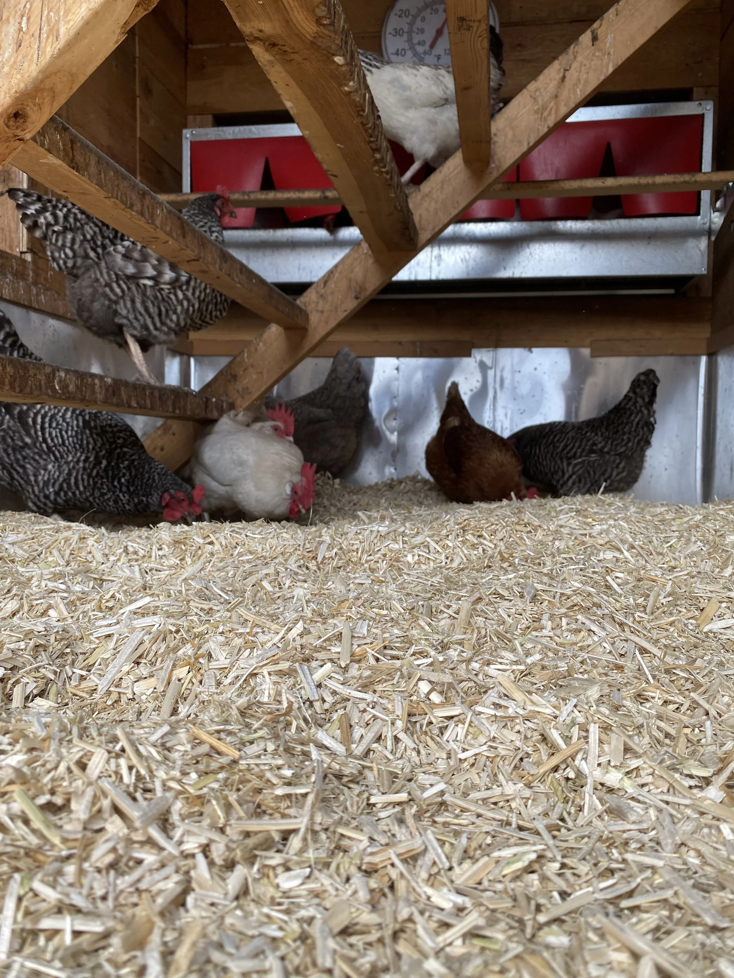 Una gallina blanca y varias gallinas negro blancas en un gallinero con cañamo en el suelo y estructuras de madera.