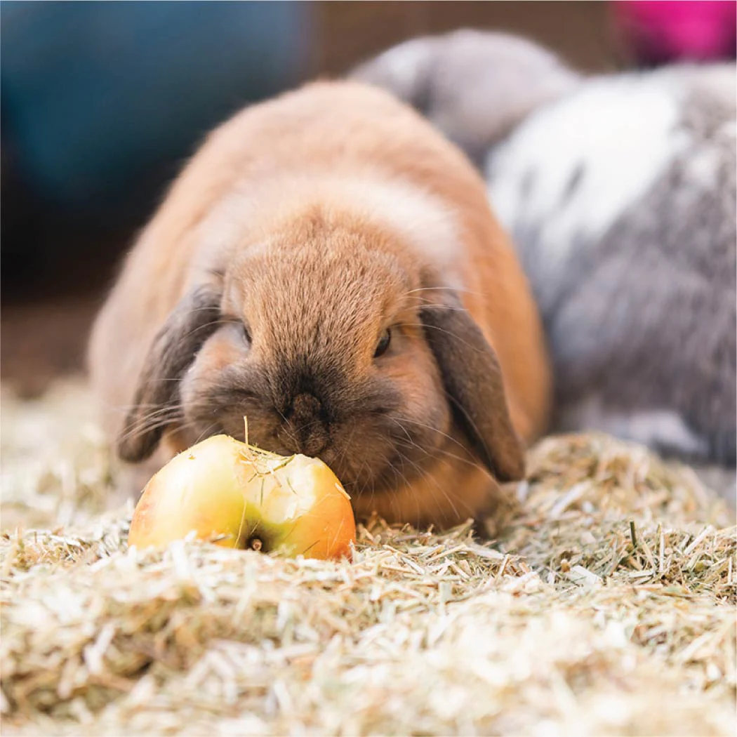 Conejo marrón comiendo una manzana en un ambiente de cañamo.