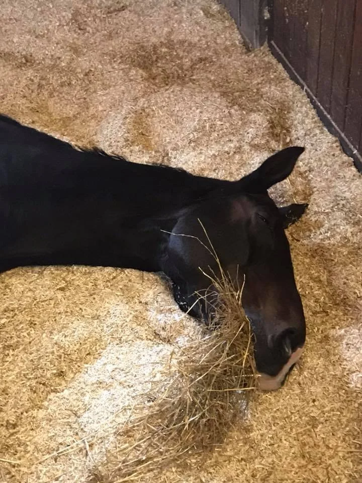 Caballo negro feliz durmiendo sobre un lecho de cáñamo en un establo.