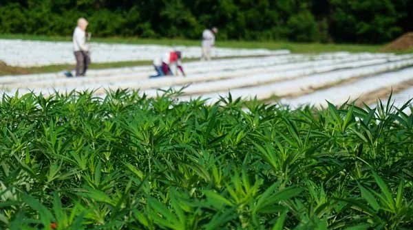 Personas trabajando en un campo de plantas verdes, posiblemente agricultura.