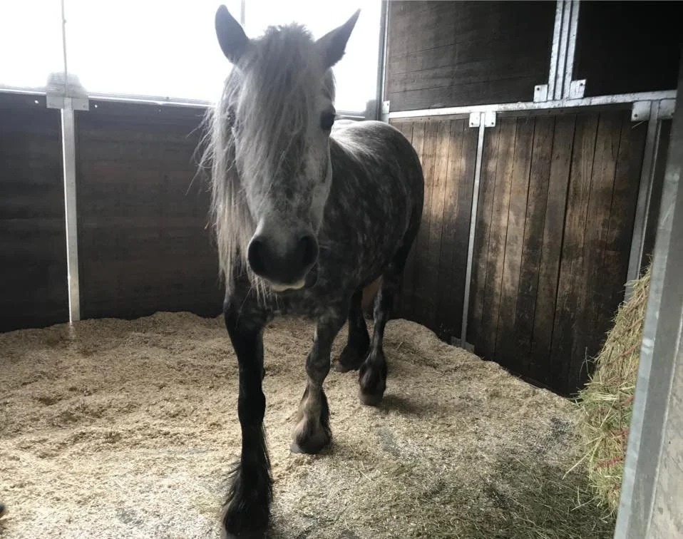 Un caballo gris con melena larga en un establo de madera, sobre un lecho de cáñamo y heno a un lado.