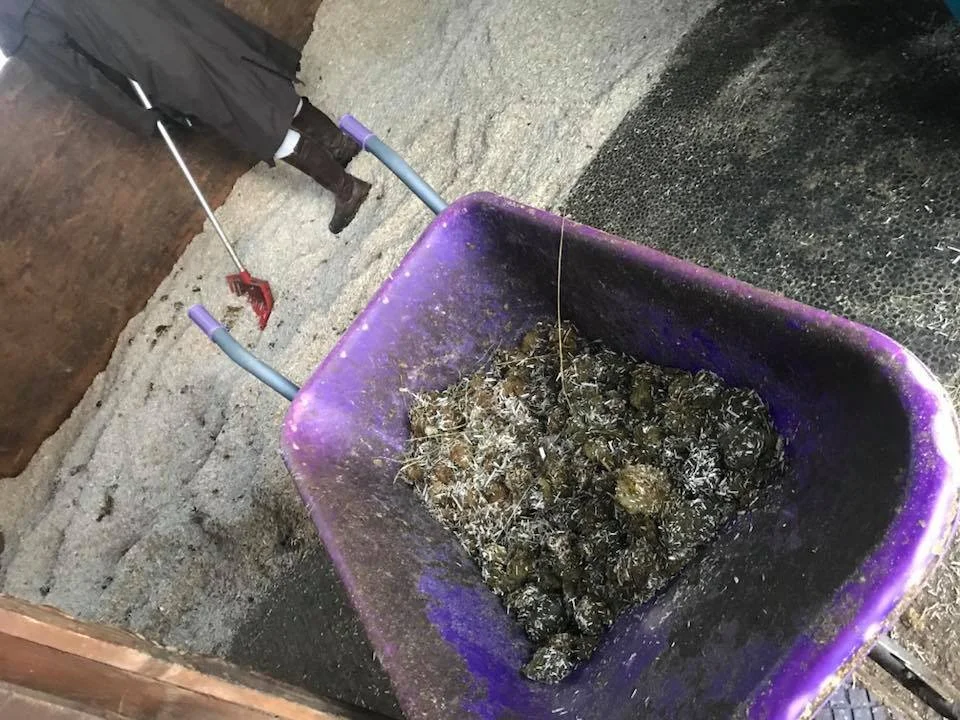 Recipiente azul con residuos provenientes de la limpieza del lecho de cáñamo de un establo, con una persona en el fondo usando una herramienta.