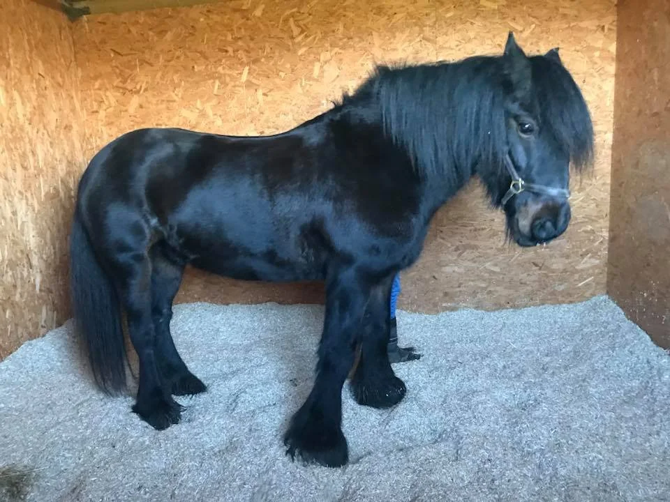 Un poni negro en un cobertizo de madera sobre un lecho de cáñamo