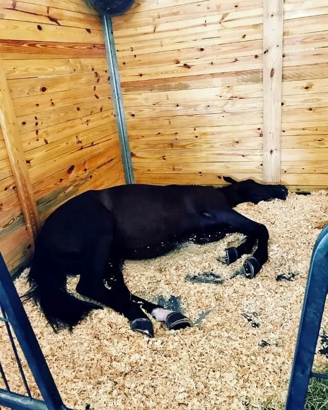 Un caballo negro recostado en un establo de madera con mantas en las patas delanteras sobre un lecho de cáñamo