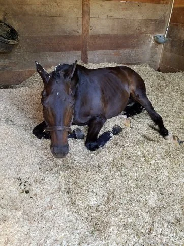 Caballo negro recostado en un establo sobre un lecho de cáñamo