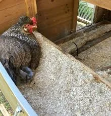 Una gallina negra con gallos en un gallinero de madera, sobre un lecho de cáñamo