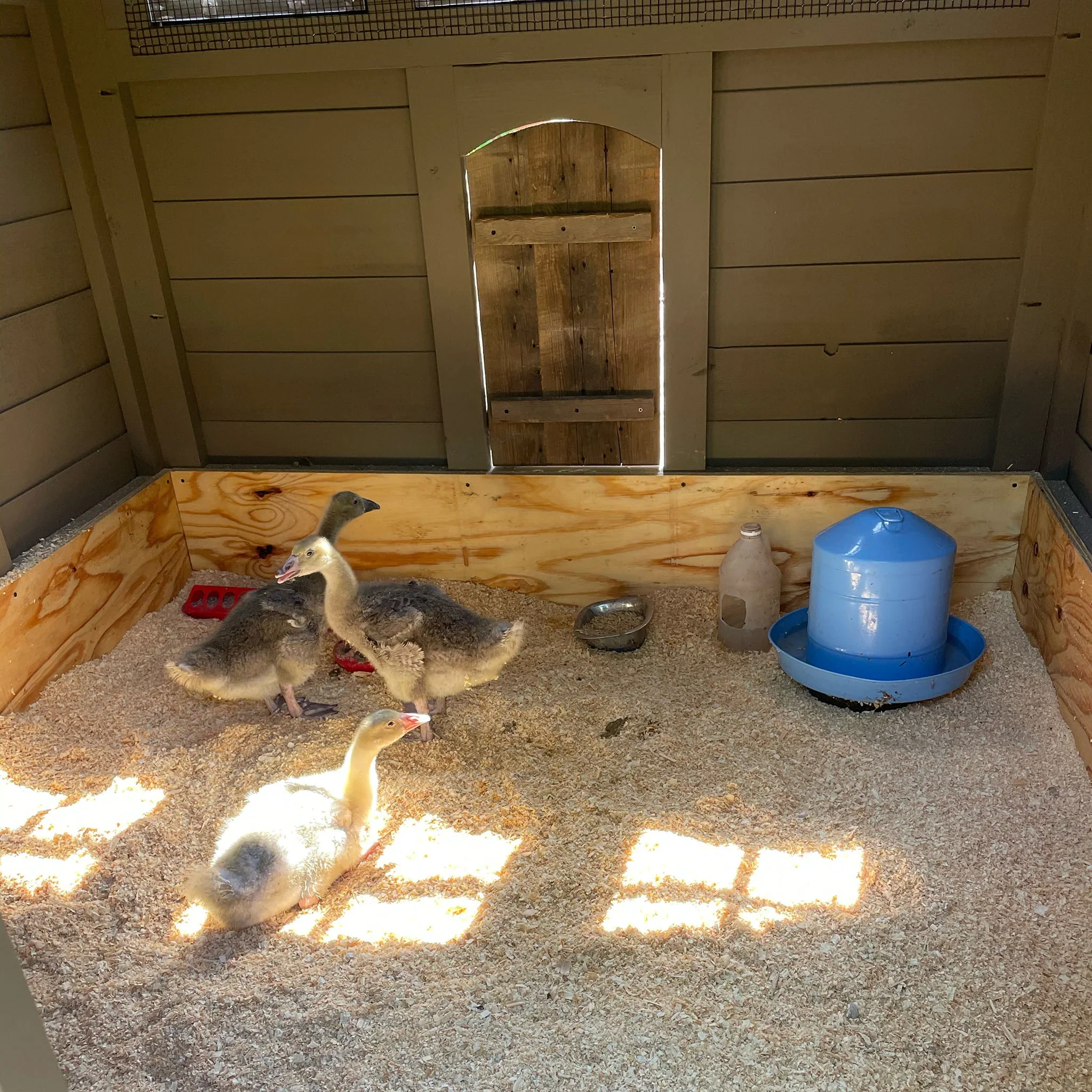 goose_coop_with_hemp_bedding_2048x.webp