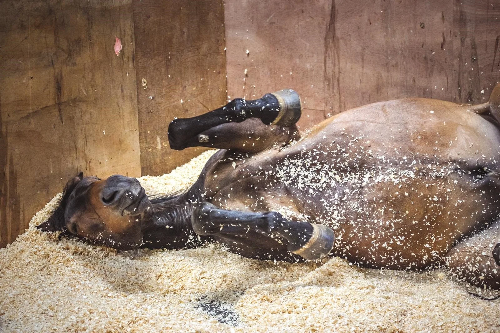 Potro acostado sobre un lecho de cáñamo en un establo de madera, brincando y jugando