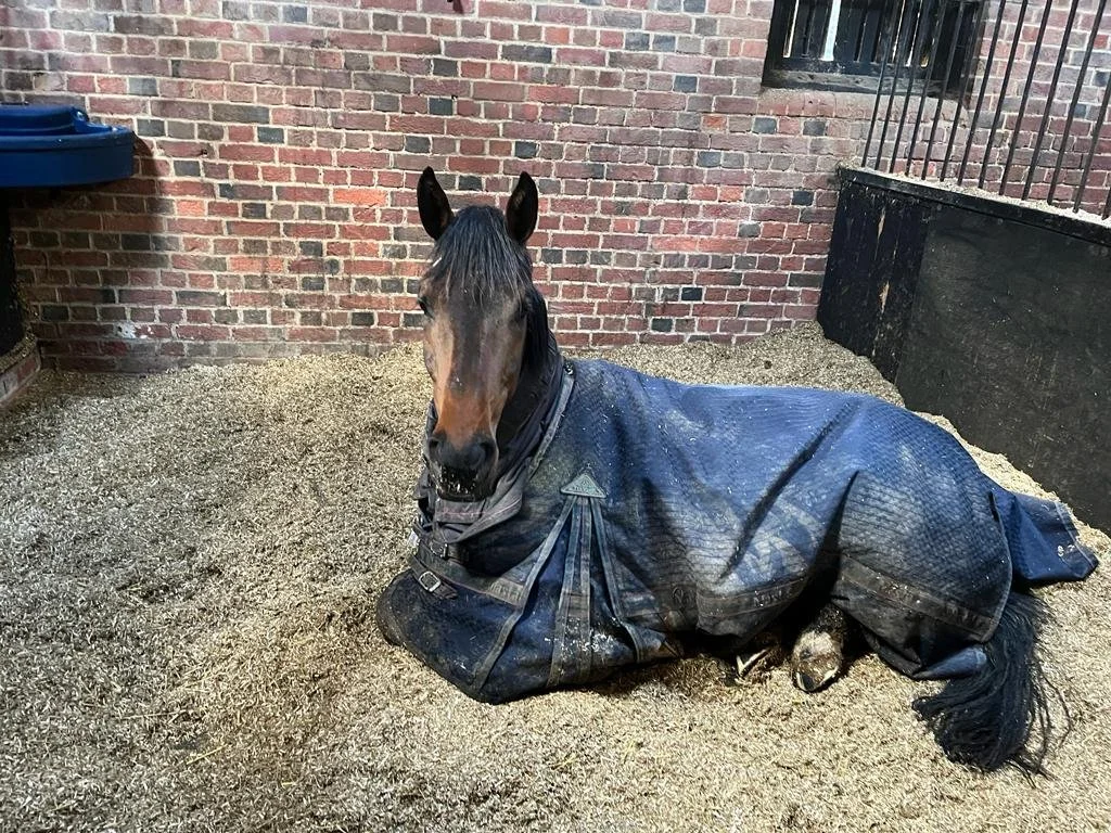 Un caballo acostado en una cuadra, vestido con una manta azul de protección, con una pared de ladrillos al fondo sobre un lecho de cáñamo