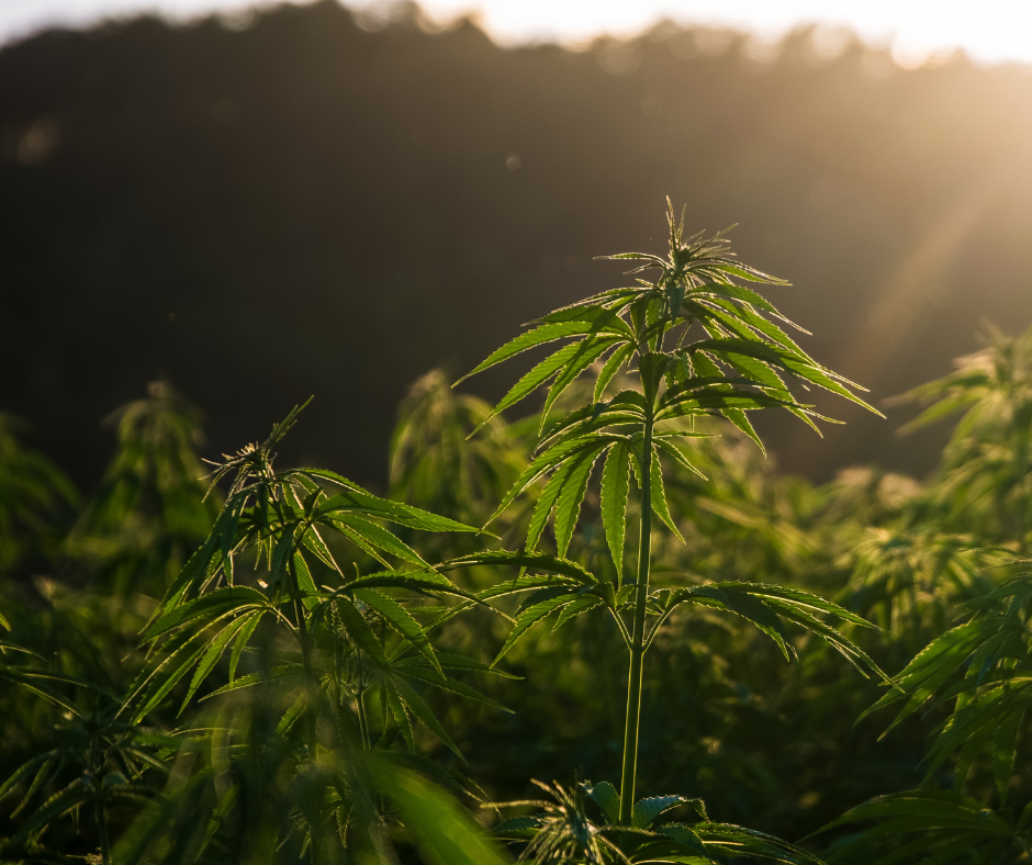 Planta de cáñamo en un campo al atardecer con luz solar brillante.