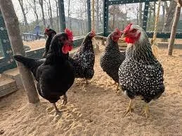 Cuatro gallinas en un corral de cañamo con árboles y una valla de madera en el fondo.