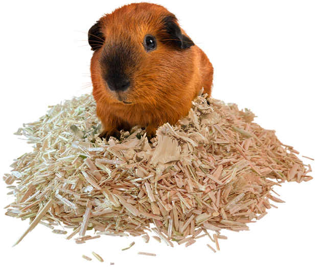 Una cobaya marrón sentada sobre un lecho de virutas de cáñamo.