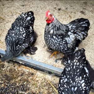 Tres gallinas de plumaje negro y blanco en un suelo de cañamo, una de ellas con cresta roja visible.