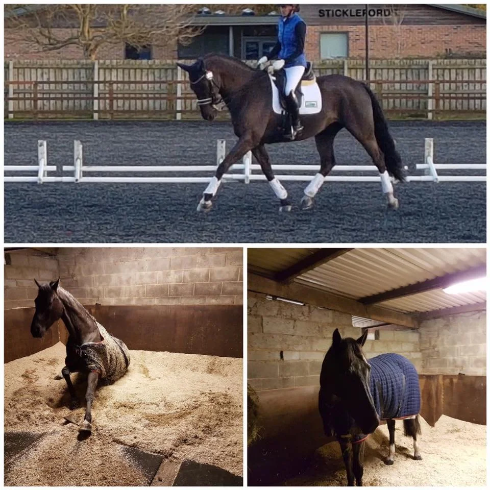 Tres caballos en diferentes entornos: uno montado por una jinete en una pista, otro en un establo descansando sobre un lecho de cáñamo, y un tercero en un establo con una manta azul y sobre un lecho de cáñamo