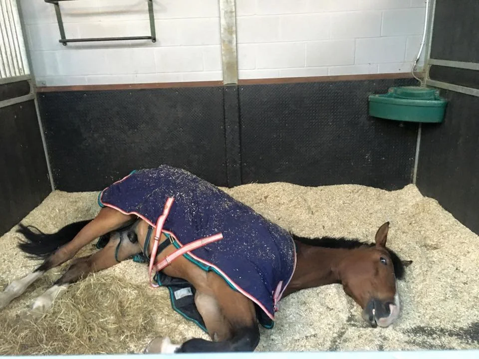 Potro acostado en su establo con una cobija azul con borde rojo, sobre un lecho de cáñamo