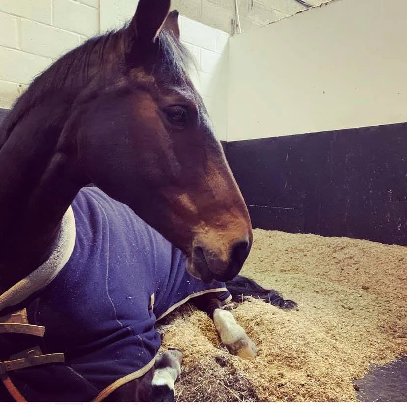 Un caballo marrón acostado en una cama de cáñamo en una establo, cubierto con una manta azul.