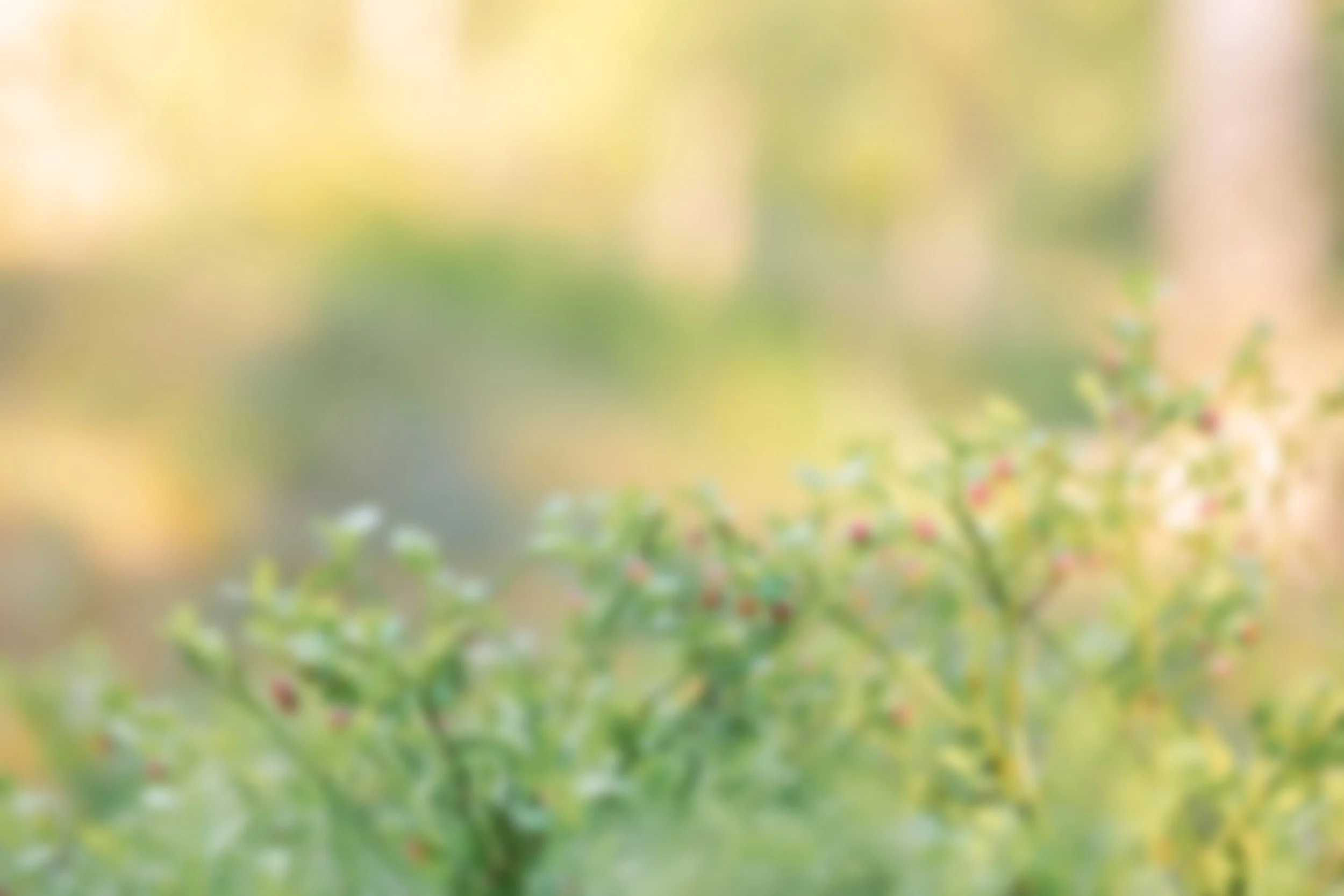 Blurred image of green plants with tiny pink flowers in the foreground.