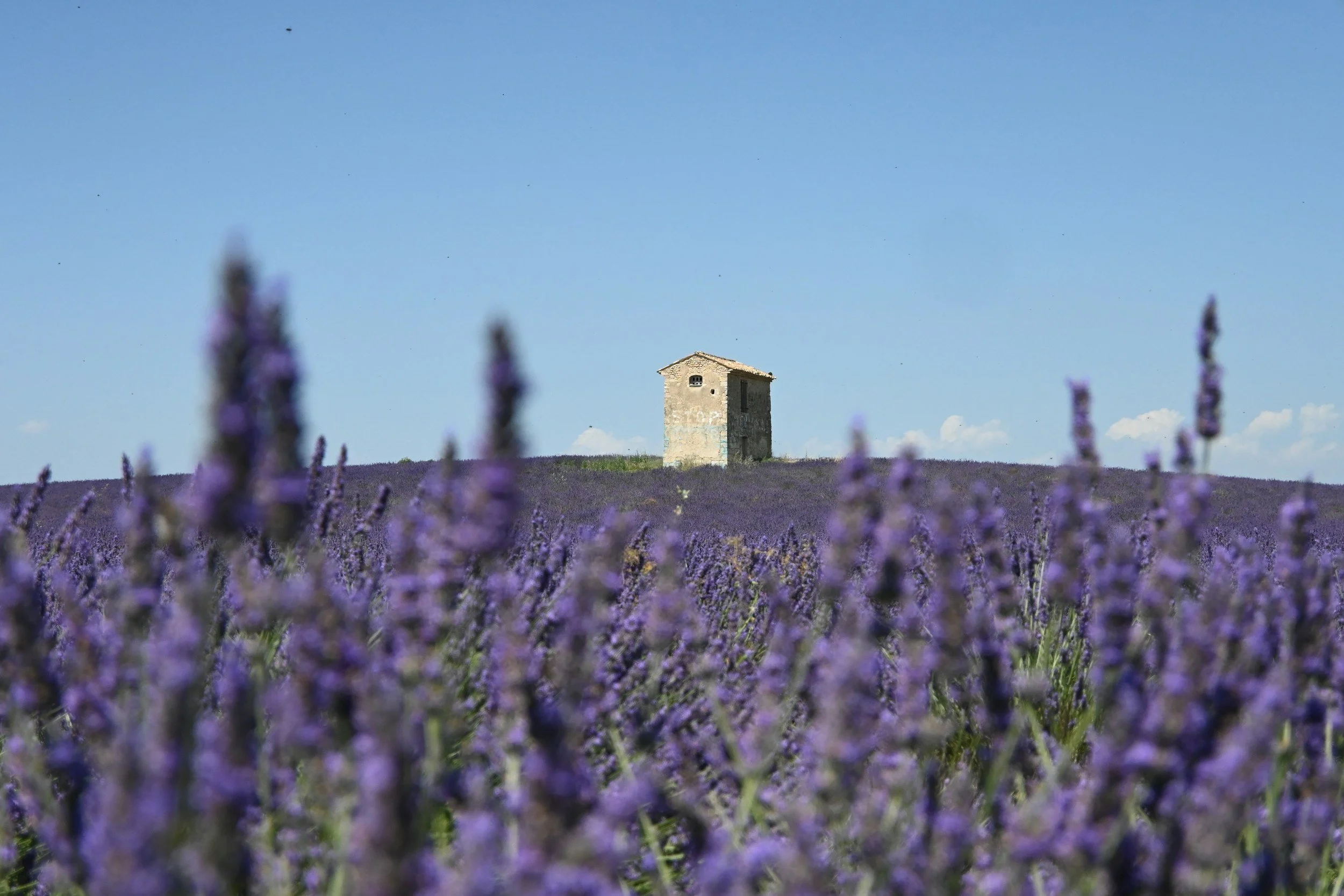 Provence + The Versailles Masquerade Ball