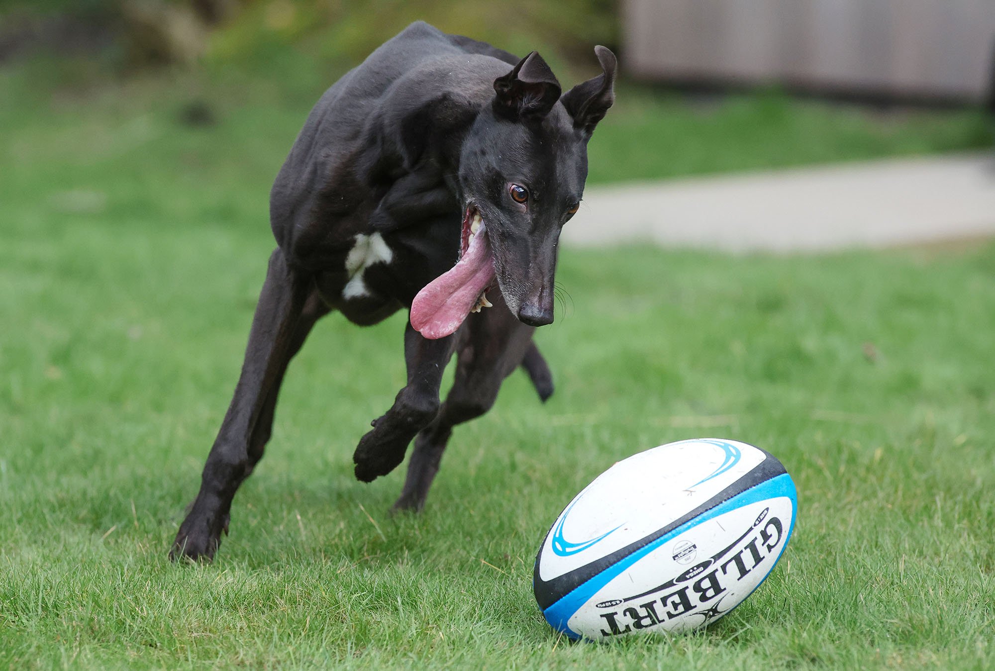 Copy of PinPep_GreyhoundRacing_SM_092 copy.jpg