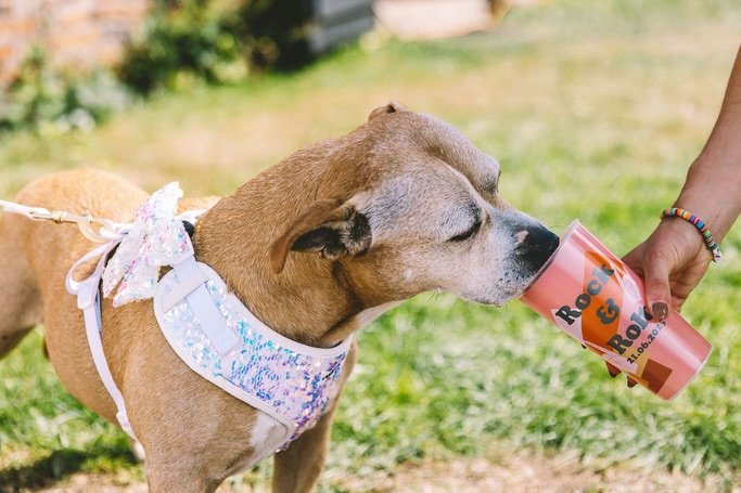 Day 14 of @kimwilliamsweddings #adventweddingchallenge2025 is super furry animals and this has been in my drafts since 1st Dec hehe. Look at these show stealers! 

Still manifesting a furry ring bearer &hellip;.. wonder if 2026 will deliver the goods
