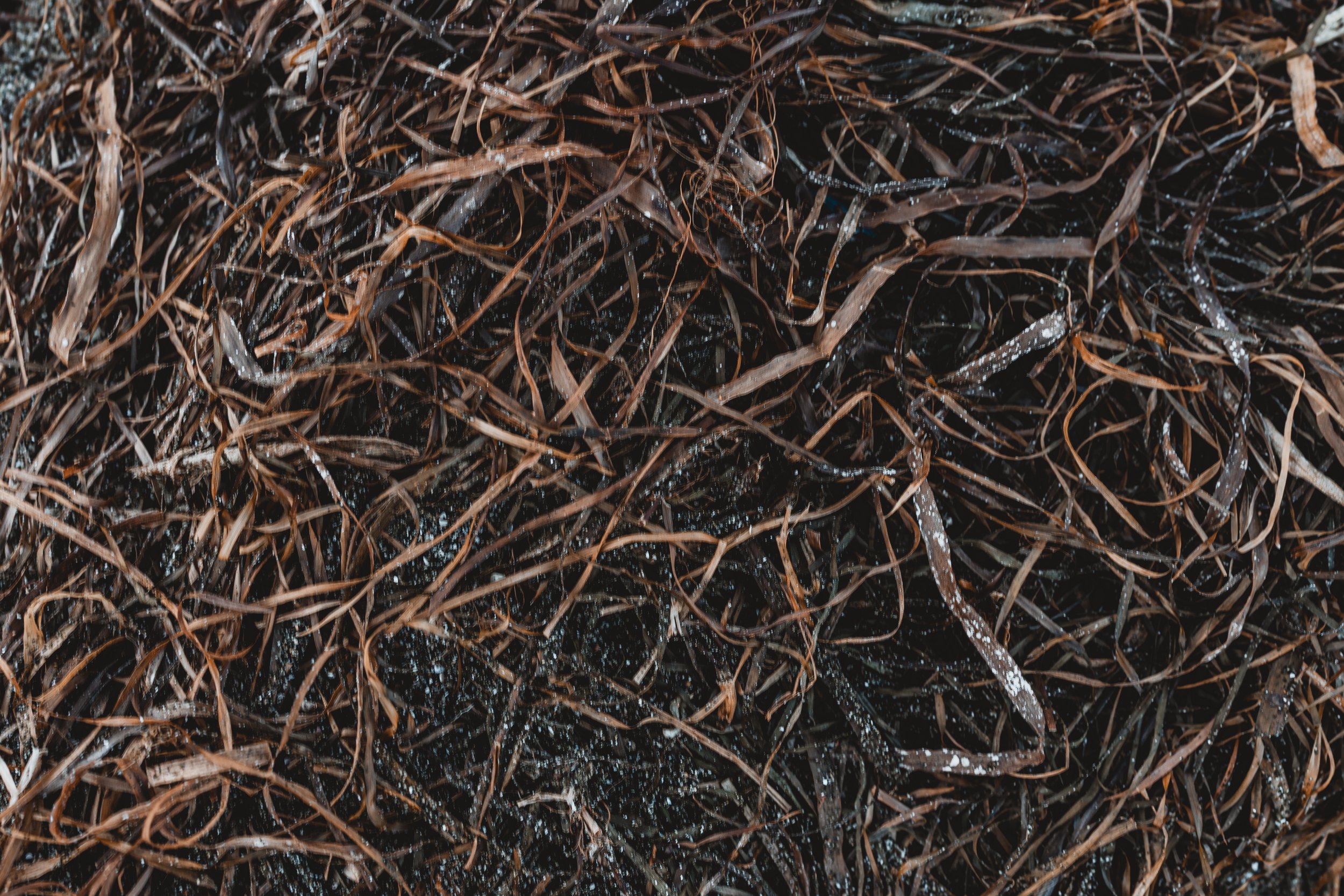 Close-up of wet seaweed tangled on a beach or shoreline.