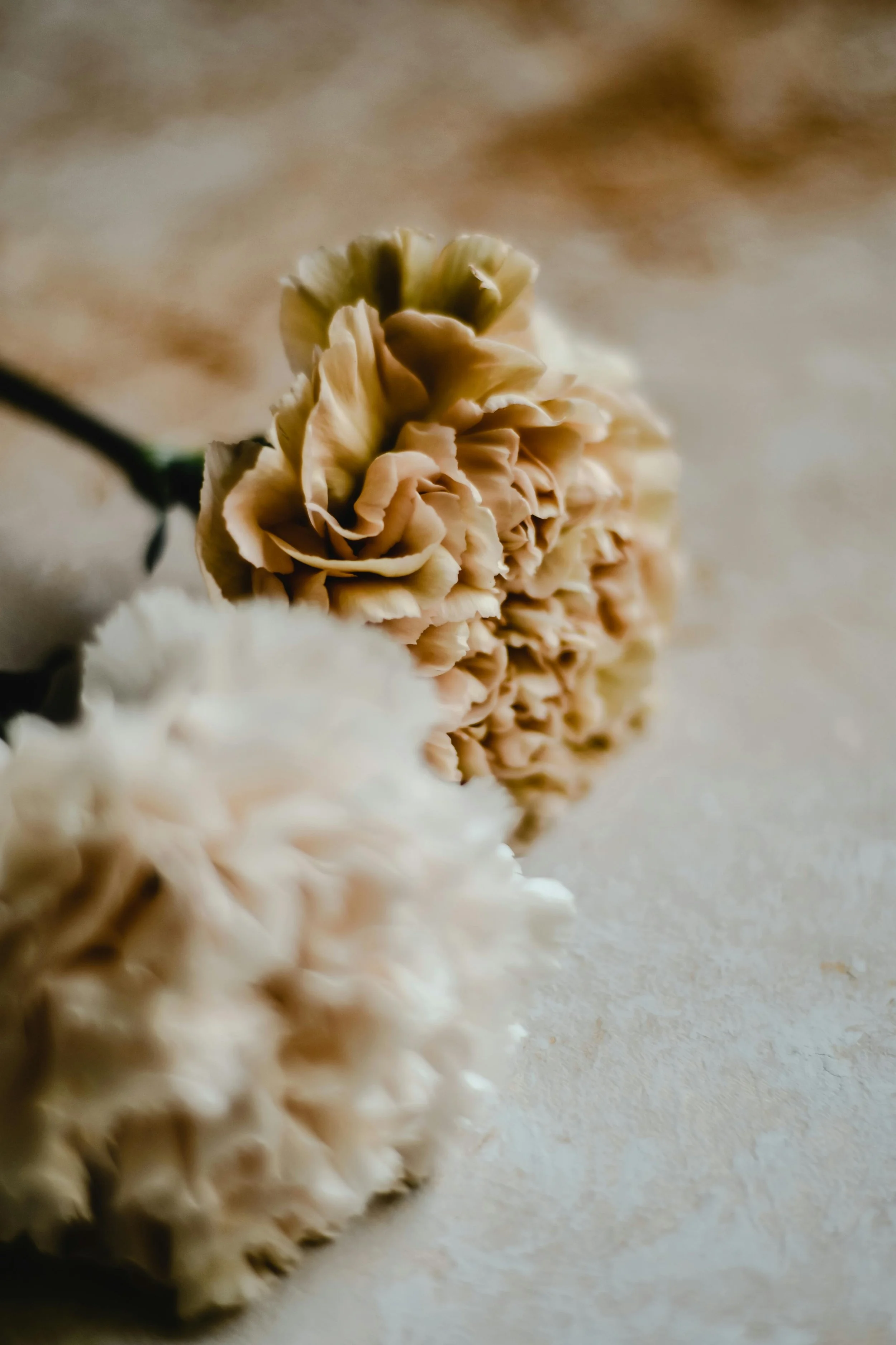 Cream-colored carnation flowers with ruffled petals on a light surface.