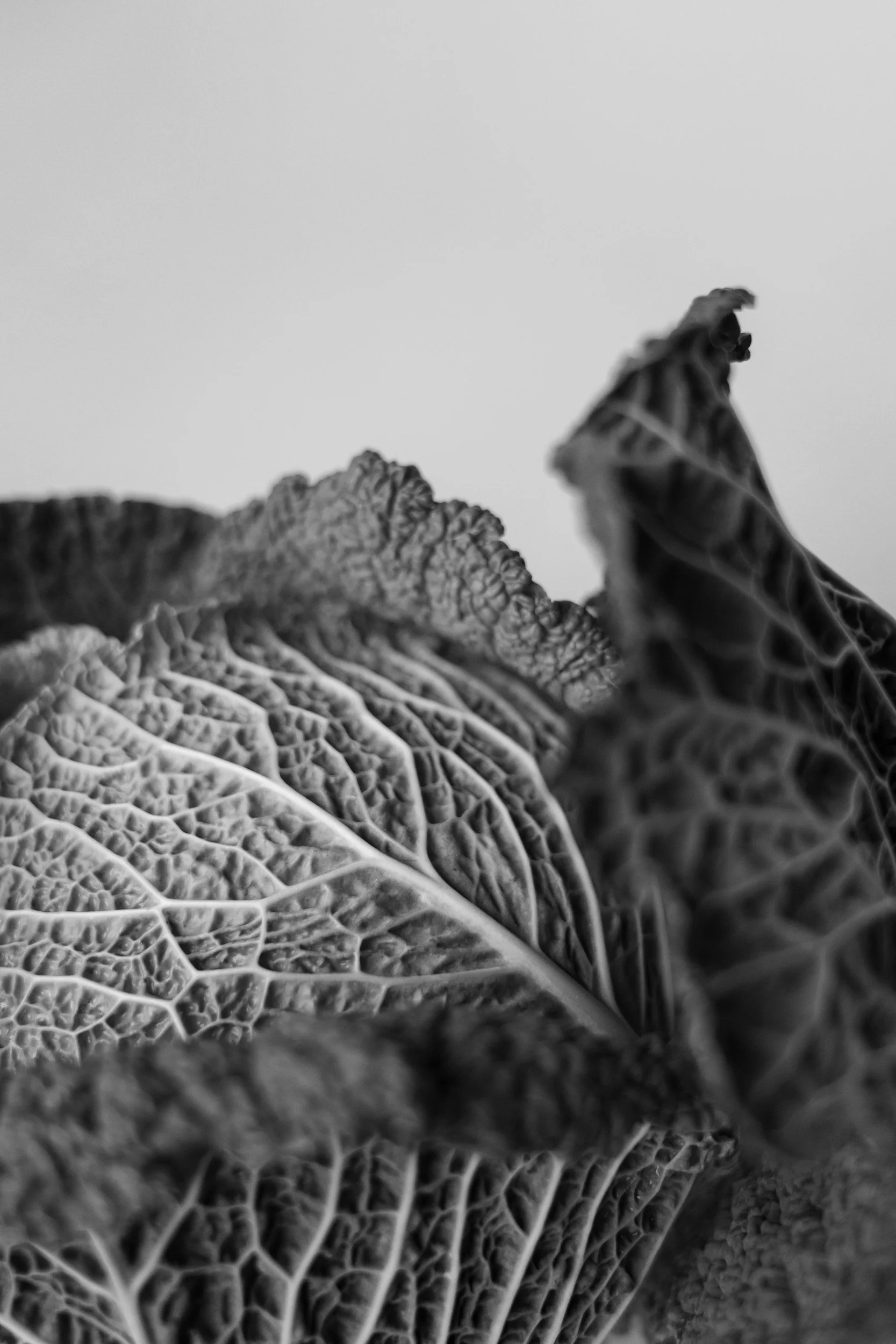 Listening to My Body: A Journey Through Mindful Eating