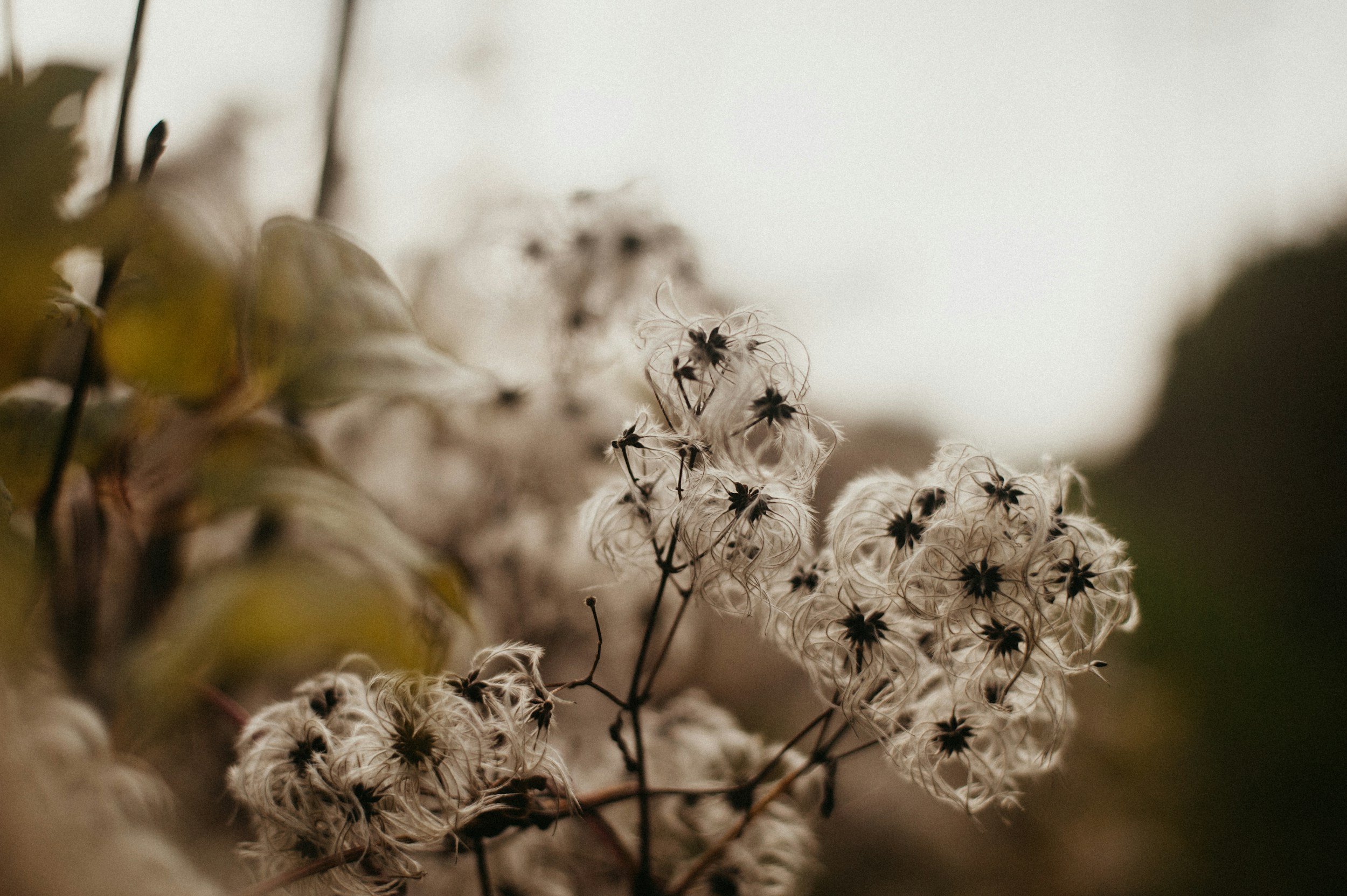 Close-up of dried seed pods with delicate, feathery structures on a branch, against a blurred background.