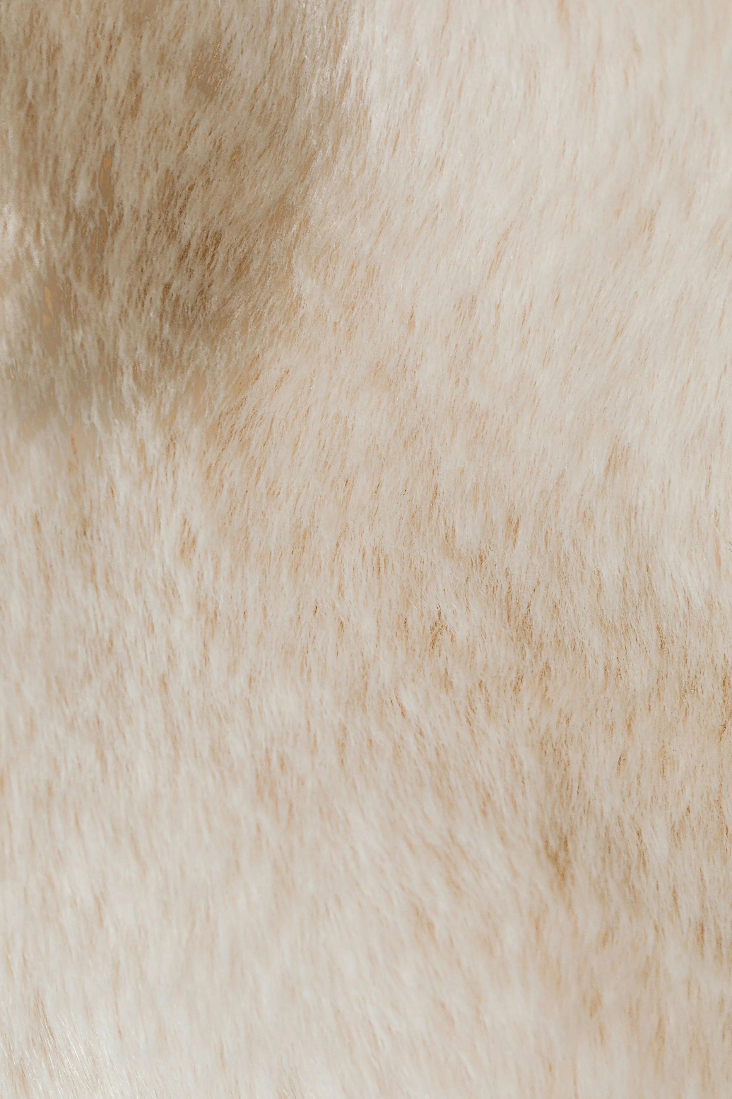 Close-up of light-colored animal fur, possibly a dog or cat.