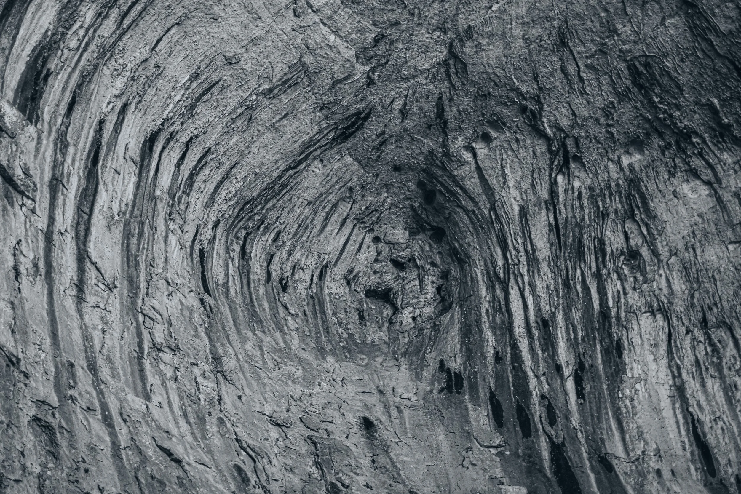 Close-up of a textured tree trunk with intricate rings and bark patterns in shades of gray and black.