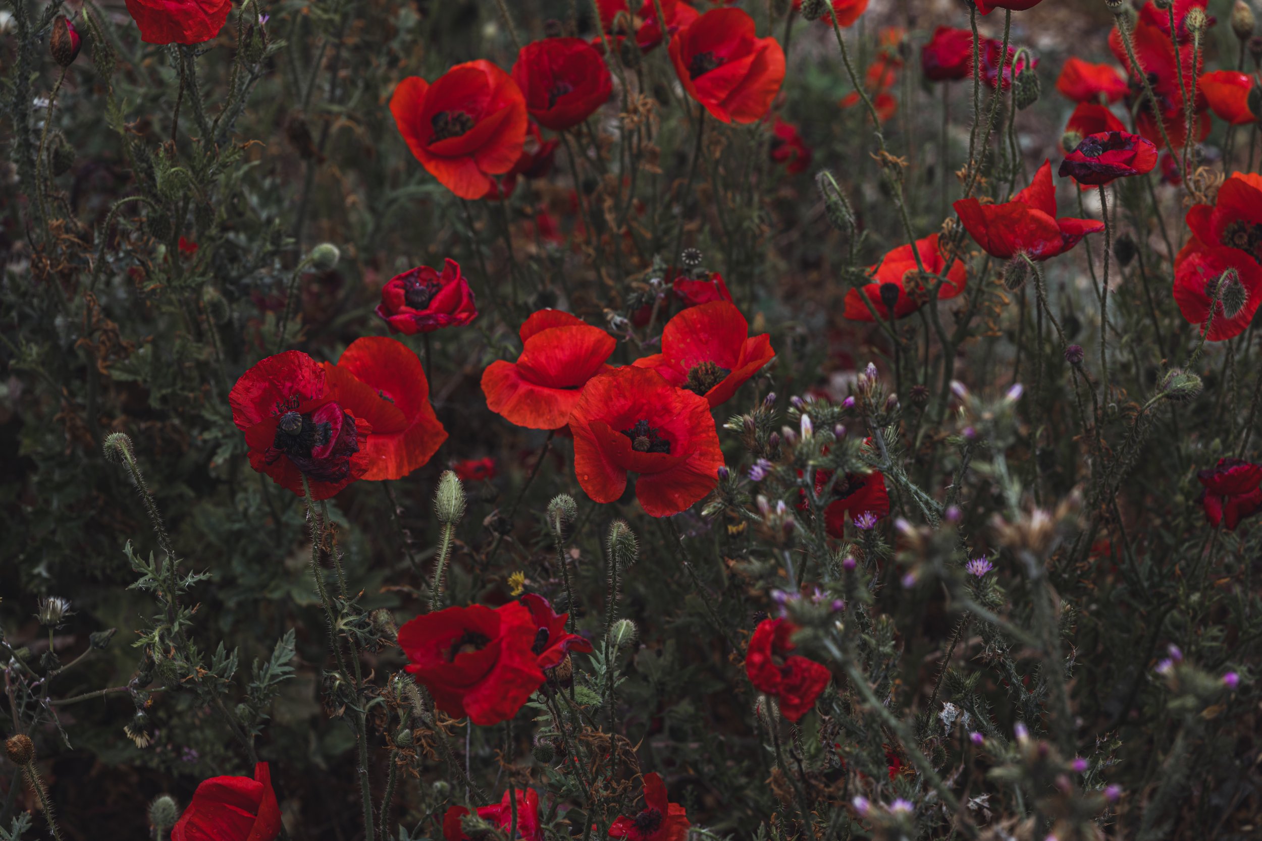 A field of red poppies with some purple flowers and green foliage.