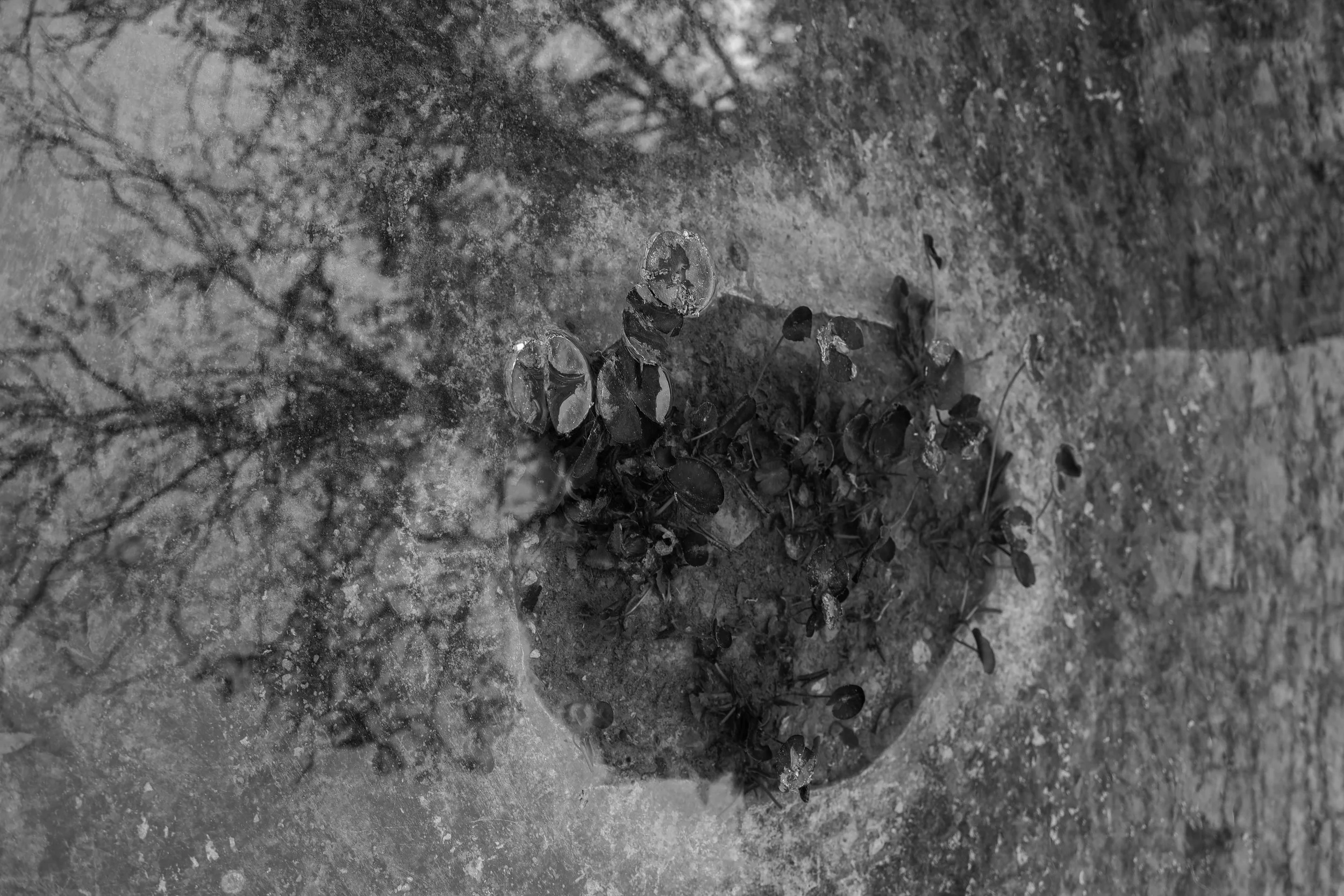 Black and white photo of a pile of small dark seeds or beans scattered on the ground, with fallen leaves and branches nearby.