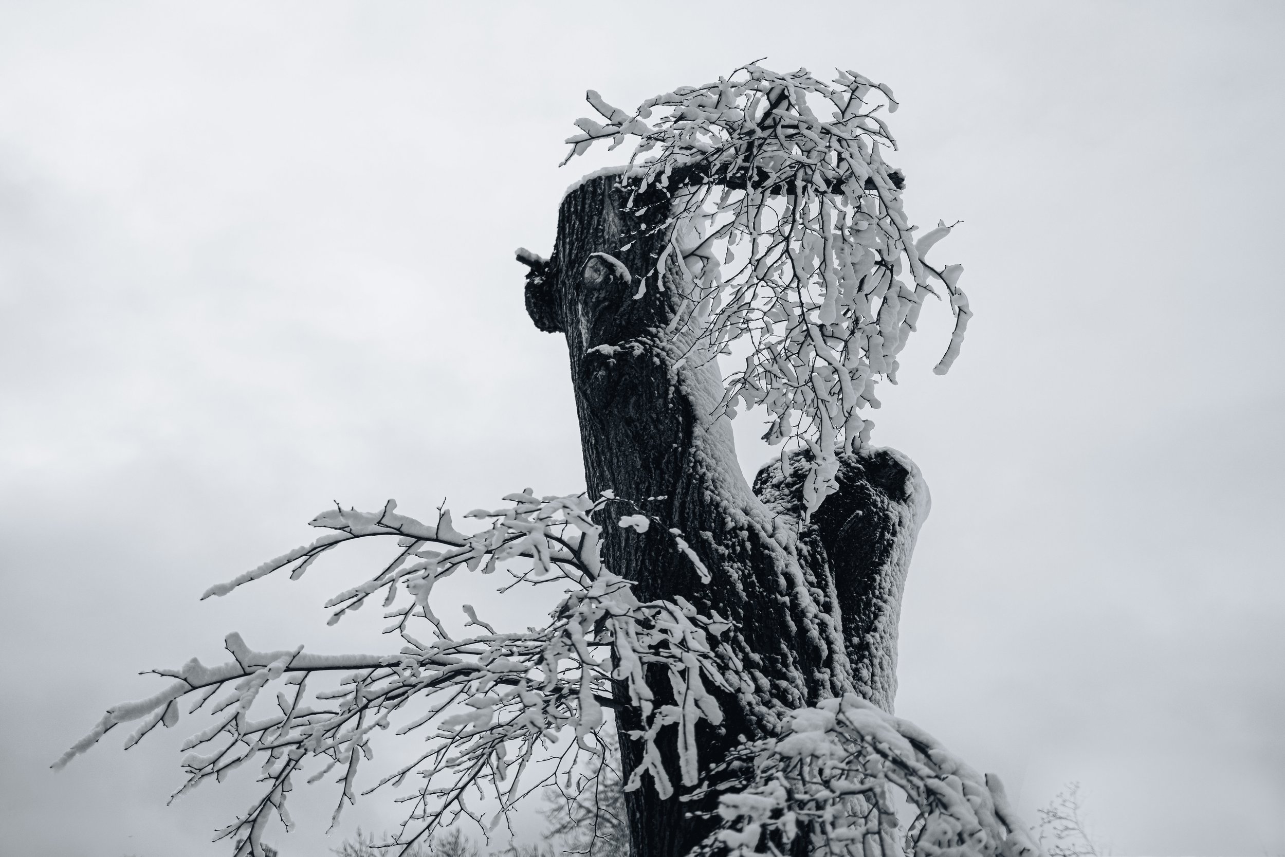 A tall tree with a thick trunk and snow-covered branches, against a cloudy sky with no leaves.