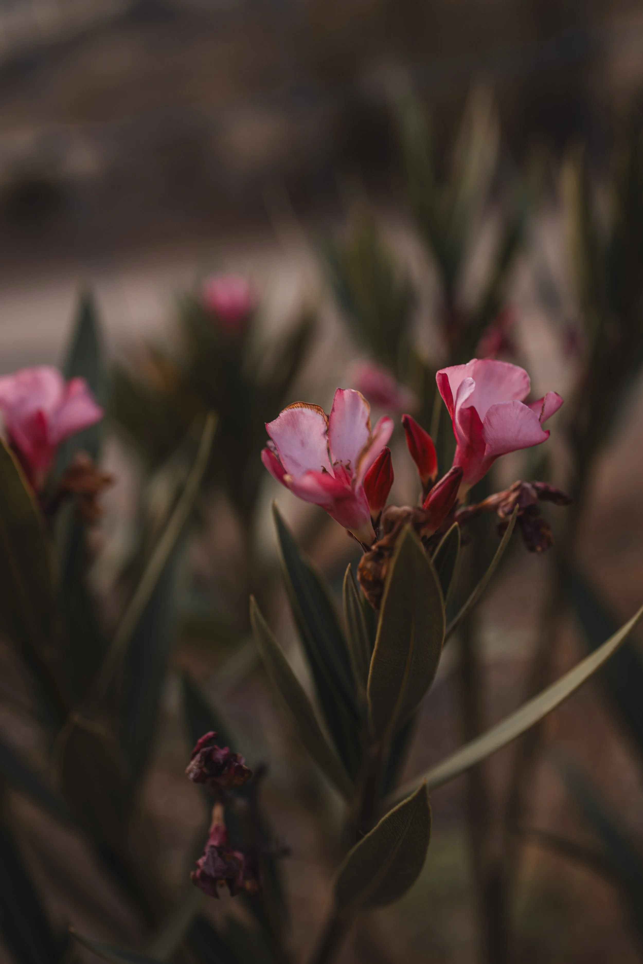 Close-up of pink flowers on a shrub with green leaves, some flowers wilting.