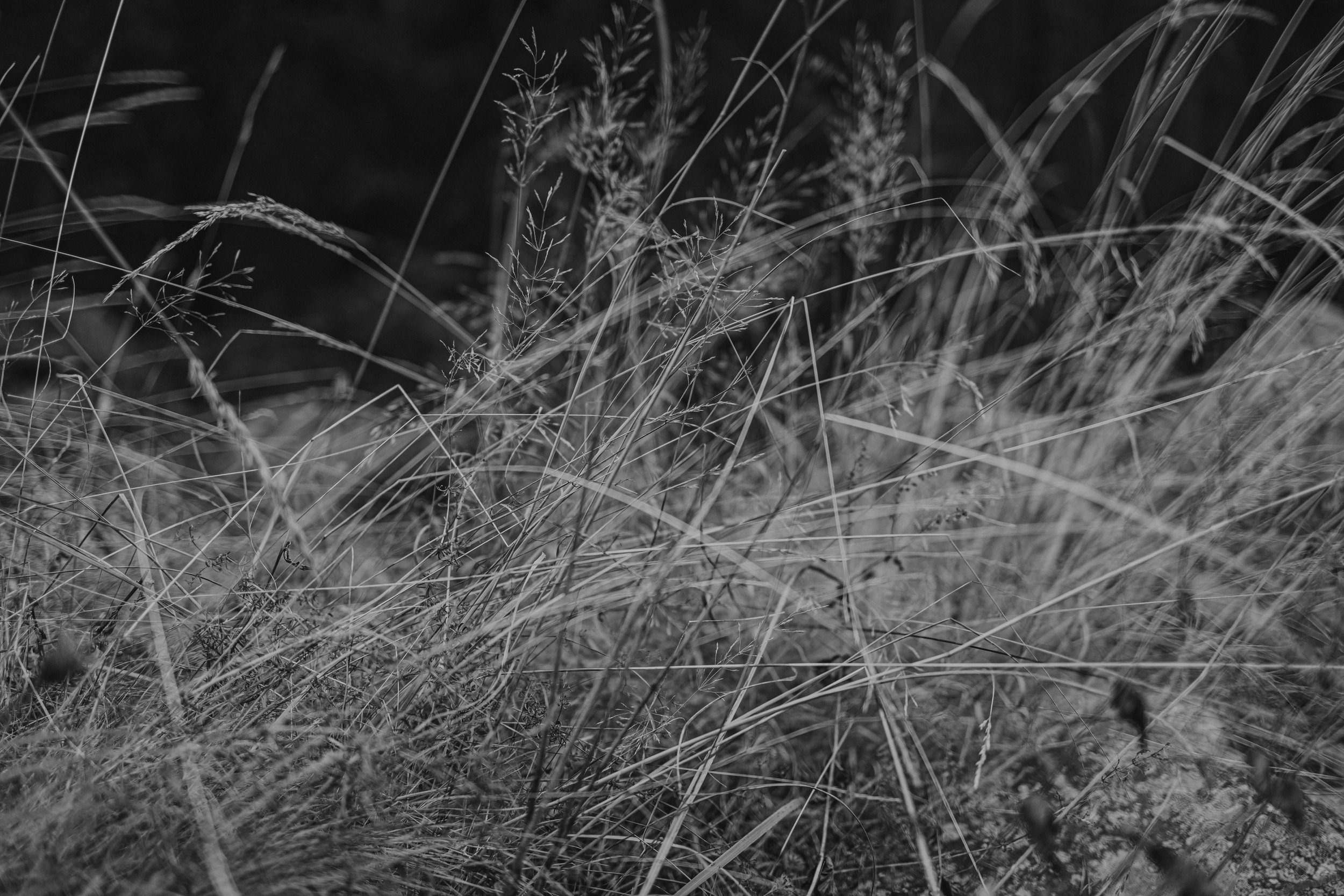 Black and white photo of wild grass and plants growing in a natural outdoor setting.