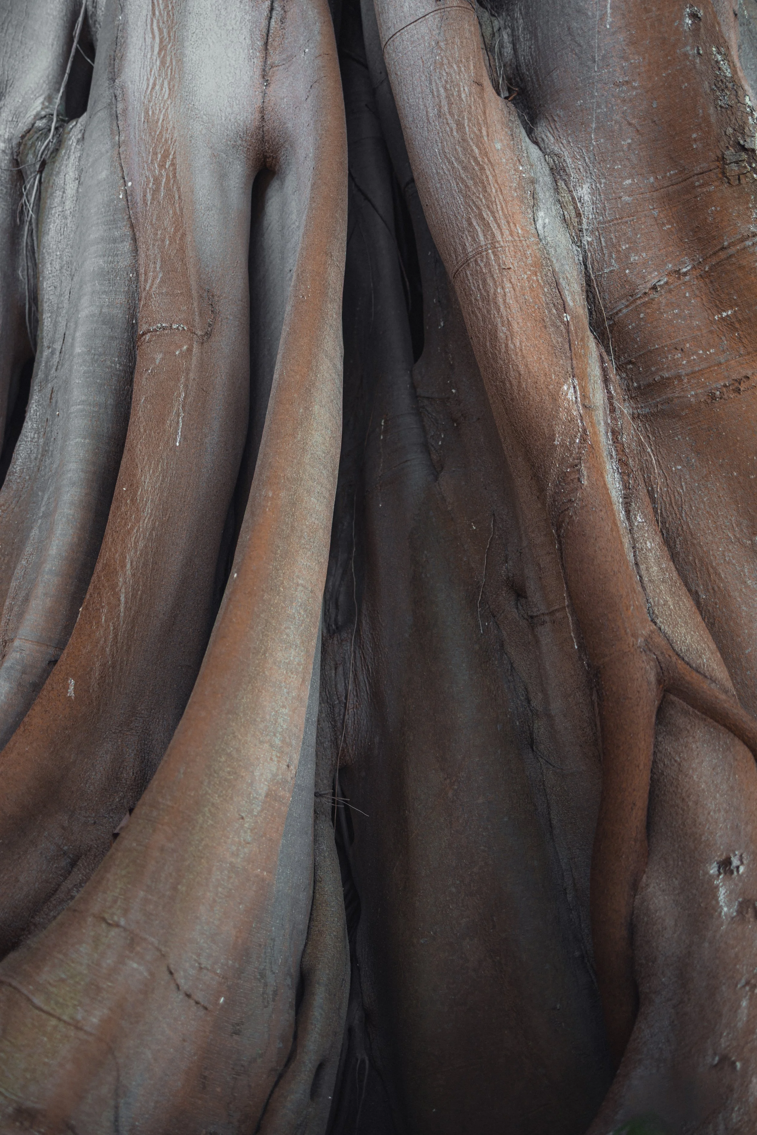 Close-up of the trunk and roots of a large fig tree with reddish-brown bark.