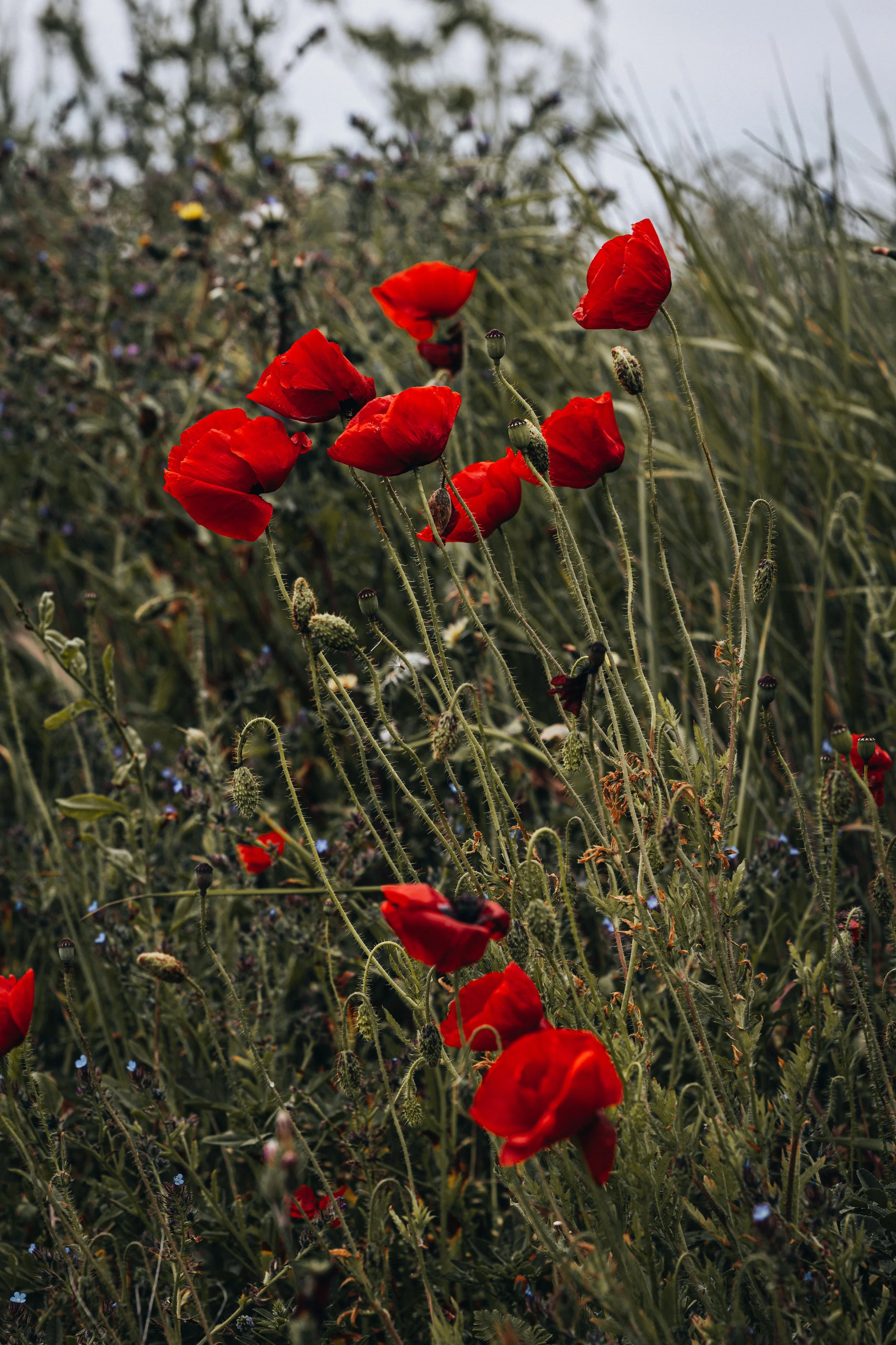 Close-up of red poppies and wildflowers growing in a field with a cloudy sky in the background.