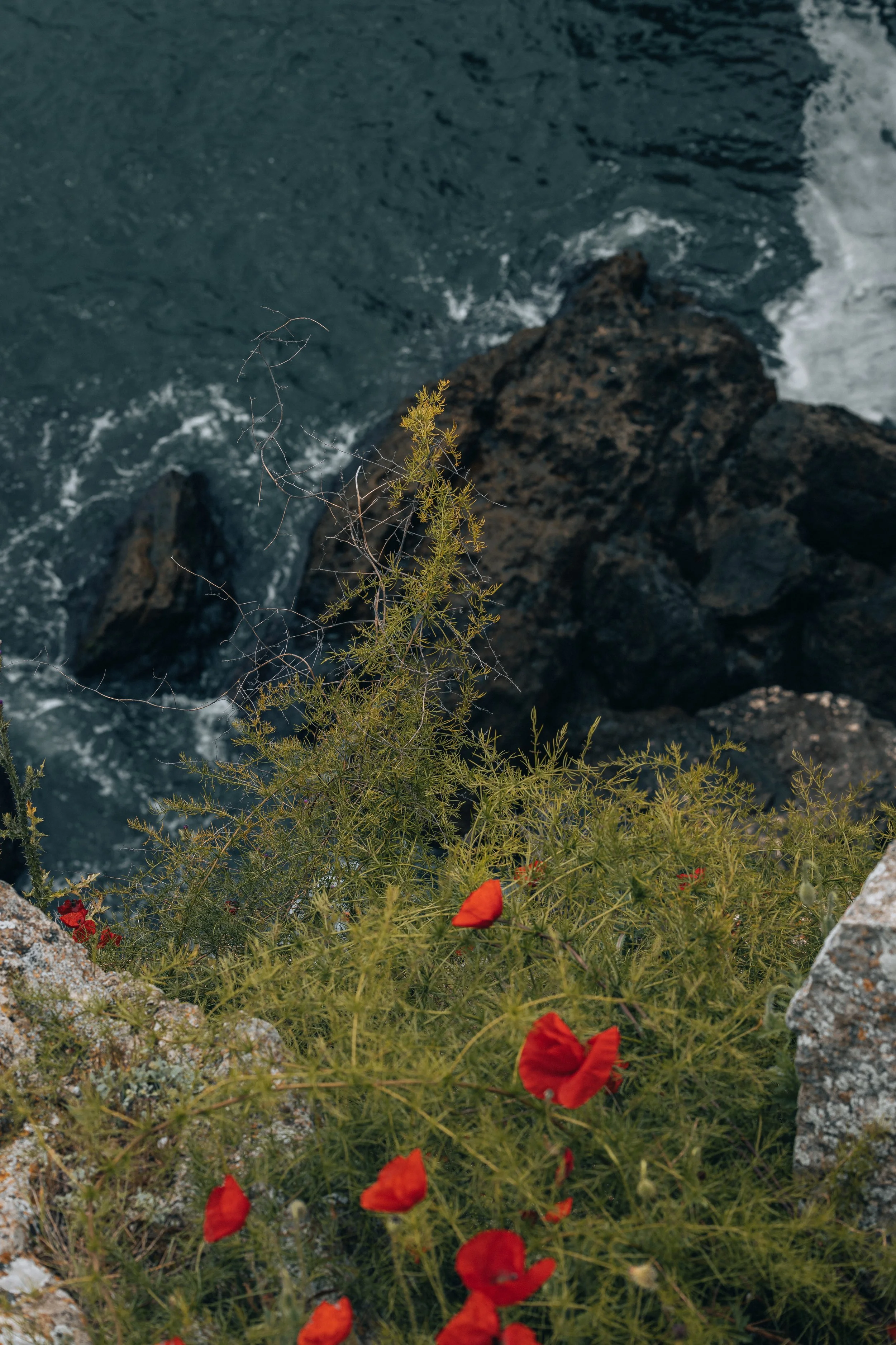A view of the ocean from a rocky cliff with green vegetation and red flowers in the foreground.