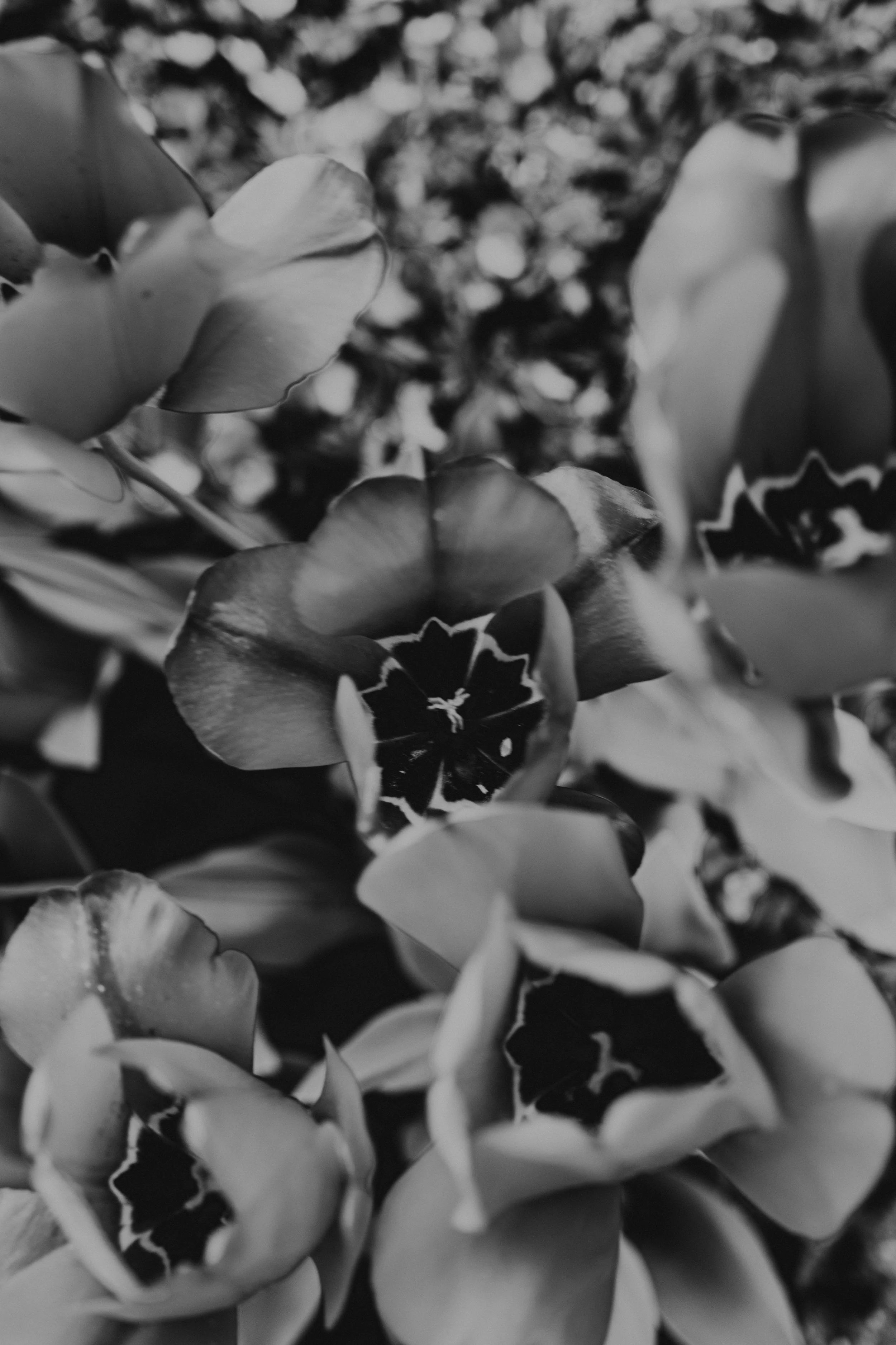 Close-up black and white photo of tulip flowers with some petals open and others closed, with a blurred background.