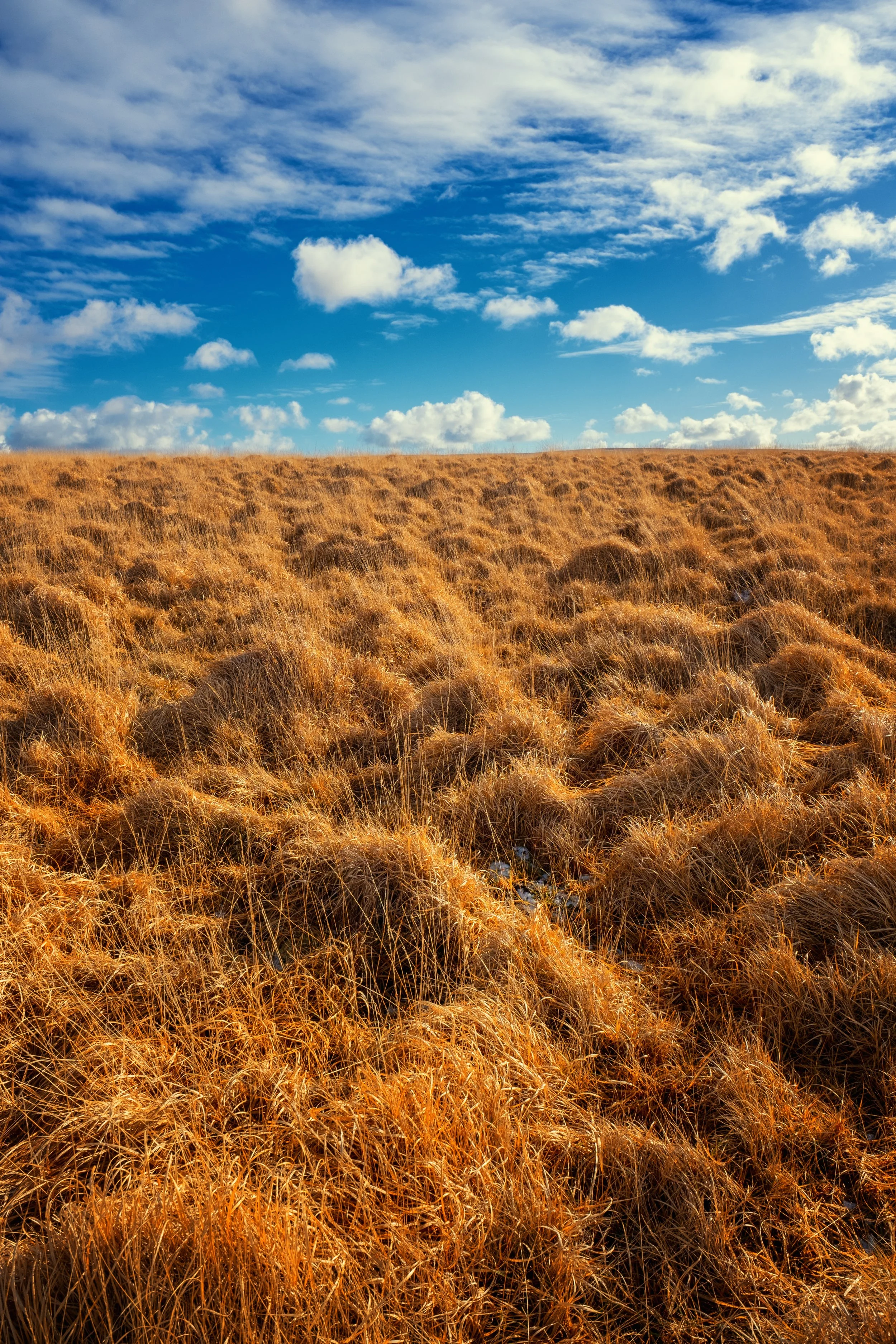 Dartmoor_SheepsTor (4 of 13).jpg