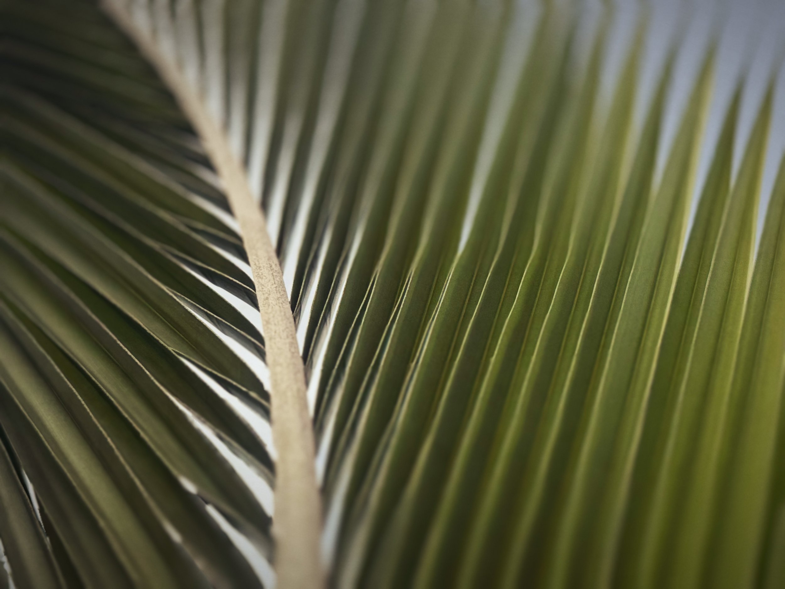 Close-up of a green palm leaf showing detailed veins and texture.