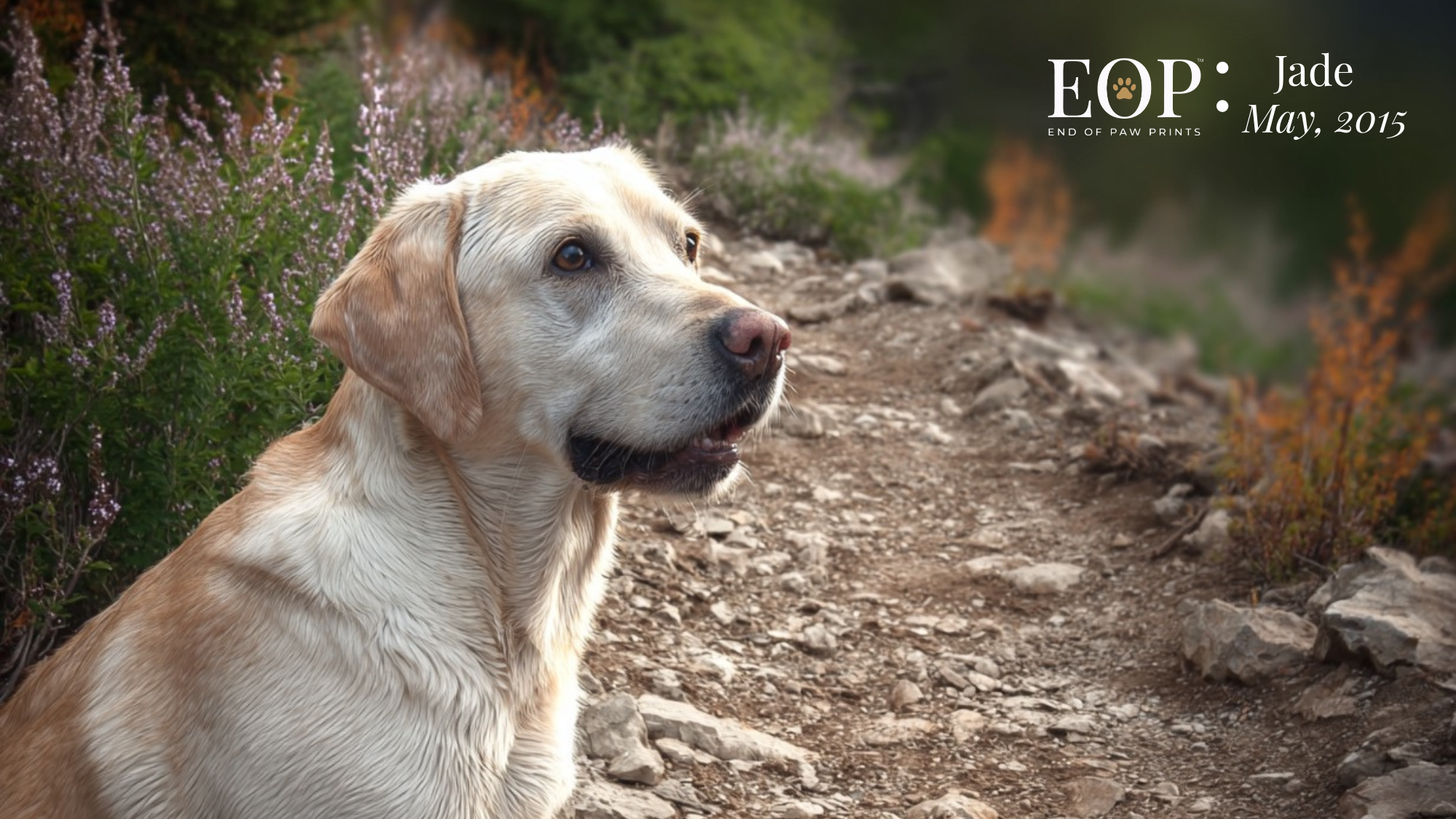Jade, a yellow Labrador, in her End of Paw Prints EOP Legacy Portrait by K9 Hearts — May 2015