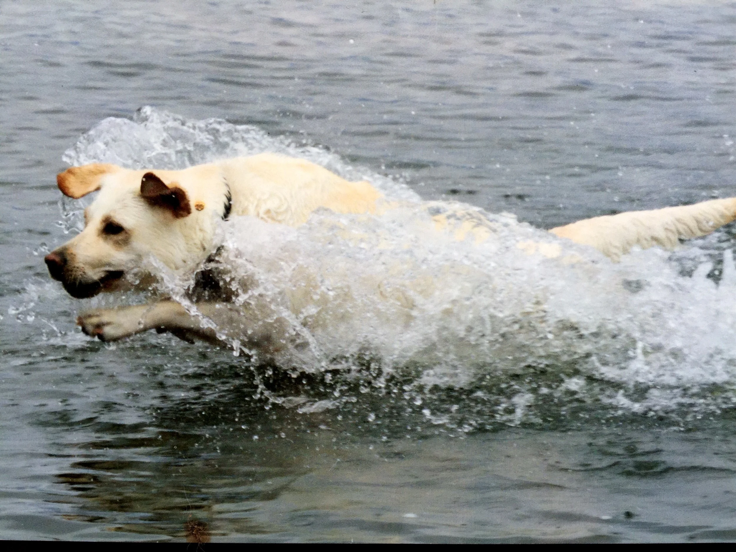 Jessie a yellow labrador photograph from 1992 before picture