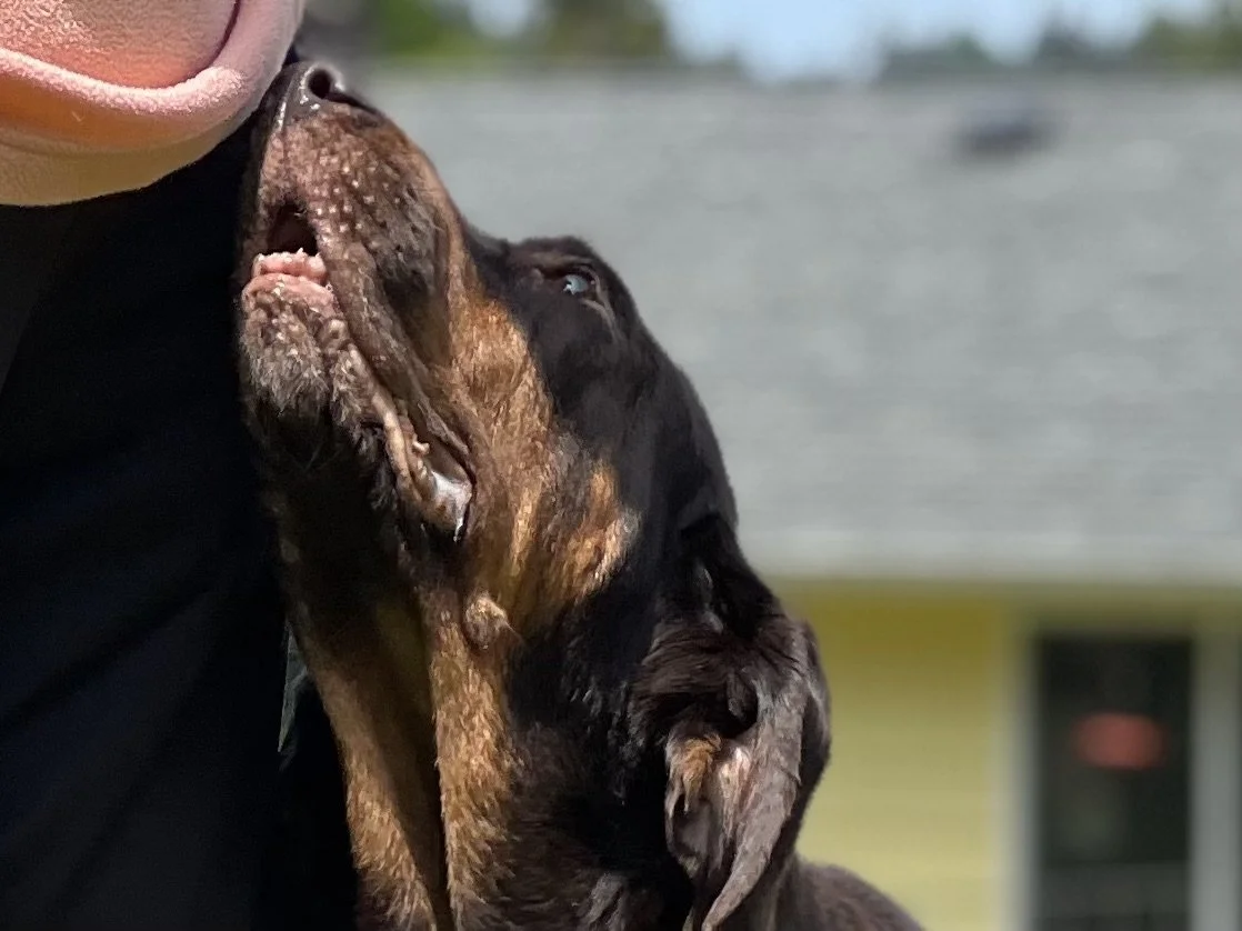 Daisy is an senior hound dog looking lovingly at her owner one year before she passed a way. A loving memory of lost soul dog.
